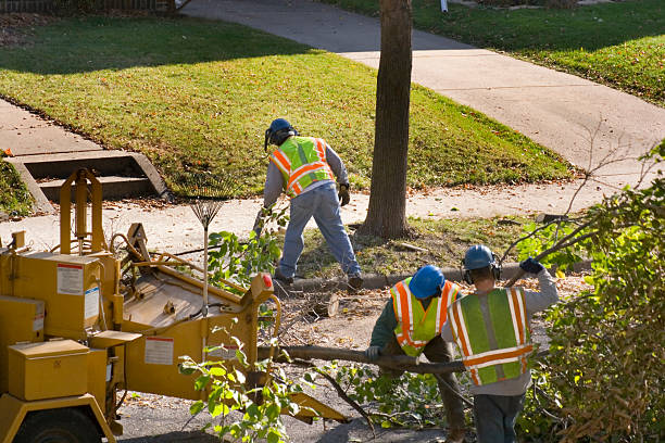 Best Tree Maintenance Programs  in Fort Mohave, AZ